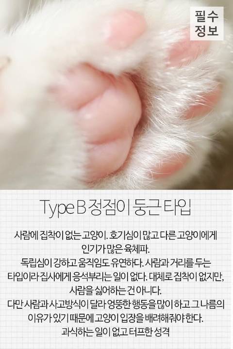 고양이 관상, 젤리손금, 창밖보는 이유, 눈키스, 꼬리 의미 등 재미로보는 고영 tmi | 인스티즈