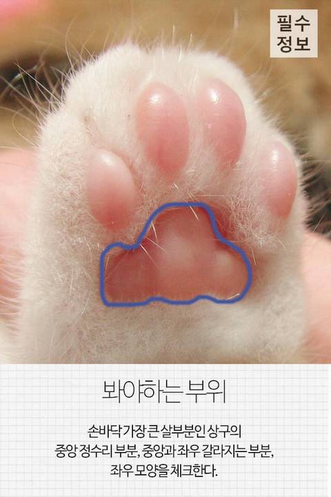 고양이 관상, 젤리손금, 창밖보는 이유, 눈키스, 꼬리 의미 등 재미로보는 고영 tmi | 인스티즈