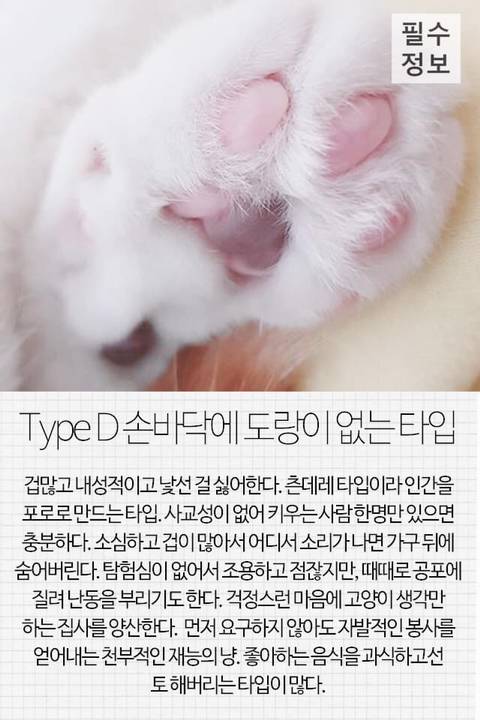 고양이 관상, 젤리손금, 창밖보는 이유, 눈키스, 꼬리 의미 등 재미로보는 고영 tmi | 인스티즈