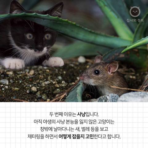 고양이 관상, 젤리손금, 창밖보는 이유, 눈키스, 꼬리 의미 등 재미로보는 고영 tmi | 인스티즈