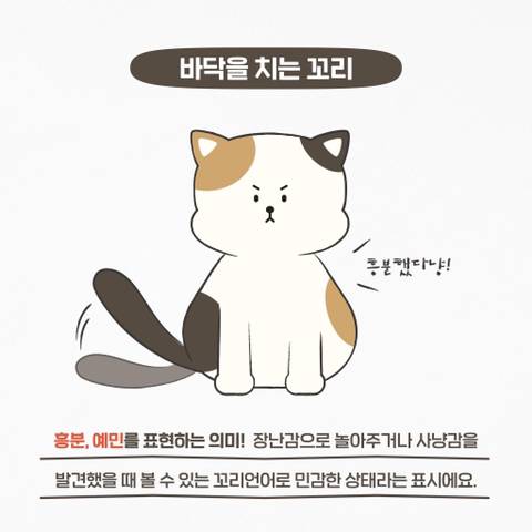 고양이 관상, 젤리손금, 창밖보는 이유, 눈키스, 꼬리 의미 등 재미로보는 고영 tmi | 인스티즈