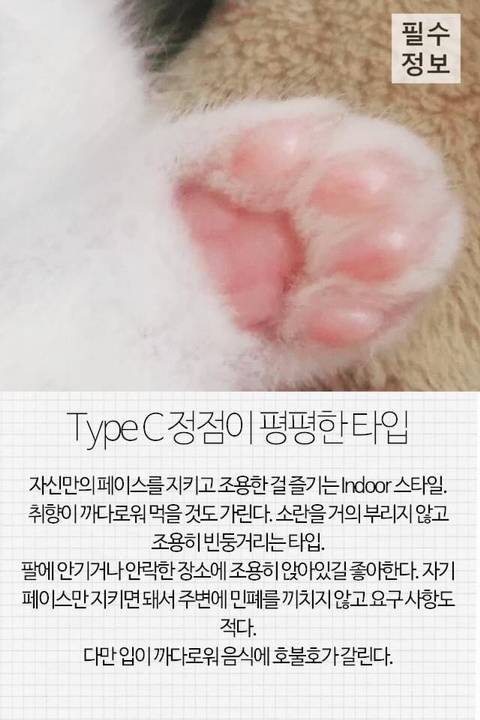 고양이 관상, 젤리손금, 창밖보는 이유, 눈키스, 꼬리 의미 등 재미로보는 고영 tmi | 인스티즈