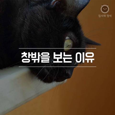 고양이 관상, 젤리손금, 창밖보는 이유, 눈키스, 꼬리 의미 등 재미로보는 고영 tmi | 인스티즈