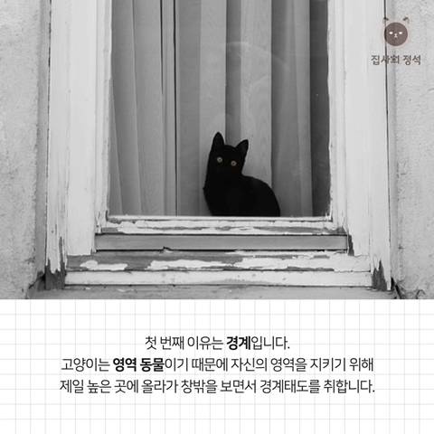 고양이 관상, 젤리손금, 창밖보는 이유, 눈키스, 꼬리 의미 등 재미로보는 고영 tmi | 인스티즈