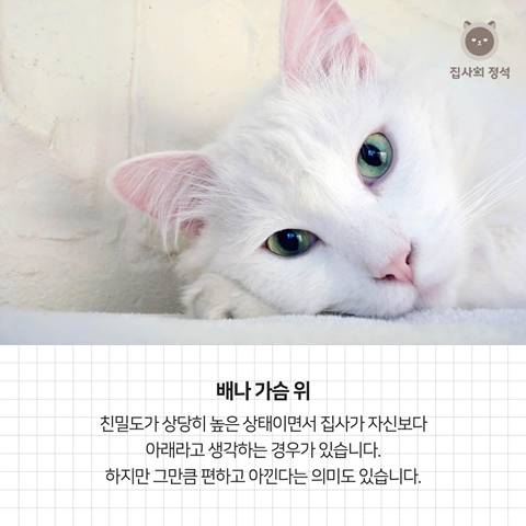 고양이 관상, 젤리손금, 창밖보는 이유, 눈키스, 꼬리 의미 등 재미로보는 고영 tmi | 인스티즈