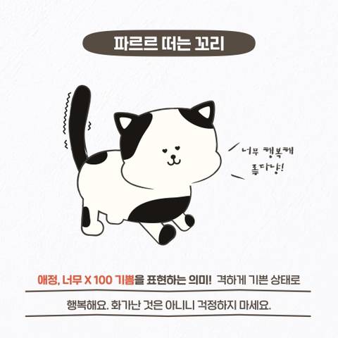 고양이 관상, 젤리손금, 창밖보는 이유, 눈키스, 꼬리 의미 등 재미로보는 고영 tmi | 인스티즈