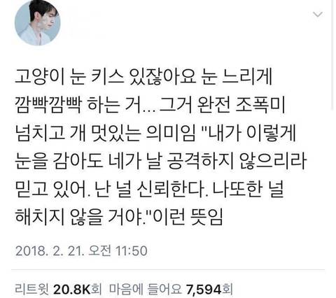 고양이 관상, 젤리손금, 창밖보는 이유, 눈키스, 꼬리 의미 등 재미로보는 고영 tmi | 인스티즈