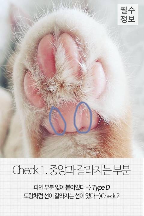 고양이 관상, 젤리손금, 창밖보는 이유, 눈키스, 꼬리 의미 등 재미로보는 고영 tmi | 인스티즈