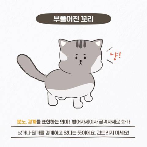 고양이 관상, 젤리손금, 창밖보는 이유, 눈키스, 꼬리 의미 등 재미로보는 고영 tmi | 인스티즈