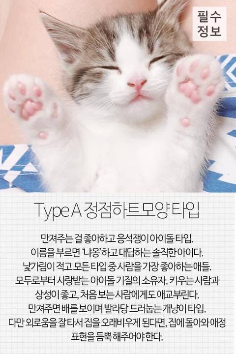 고양이 관상, 젤리손금, 창밖보는 이유, 눈키스, 꼬리 의미 등 재미로보는 고영 tmi | 인스티즈