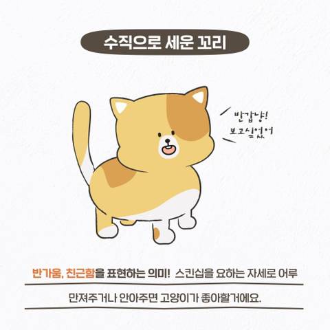 고양이 관상, 젤리손금, 창밖보는 이유, 눈키스, 꼬리 의미 등 재미로보는 고영 tmi | 인스티즈