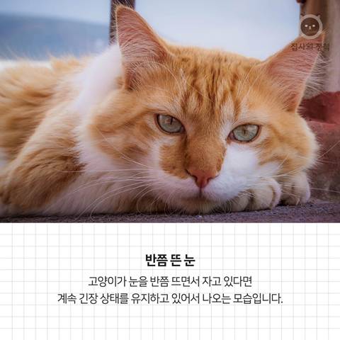 고양이 관상, 젤리손금, 창밖보는 이유, 눈키스, 꼬리 의미 등 재미로보는 고영 tmi | 인스티즈