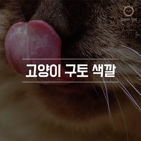 고양이 관상, 젤리손금, 창밖보는 이유, 눈키스, 꼬리 의미 등 재미로보는 고영 tmi | 인스티즈