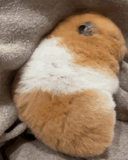 곤히 잠든 햄스터.gif | 인스티즈
