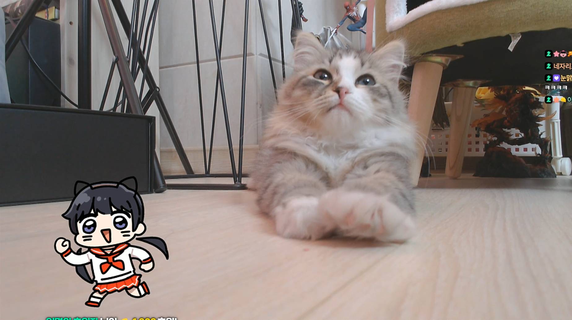 새봄추가 입양한 고양이 복돌이 | 인스티즈