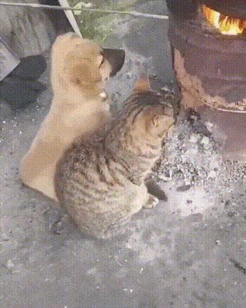 사이 좋게 불멍하는 강아지와 고양이 - 인스티즈(instiz) 이슈 카테고리