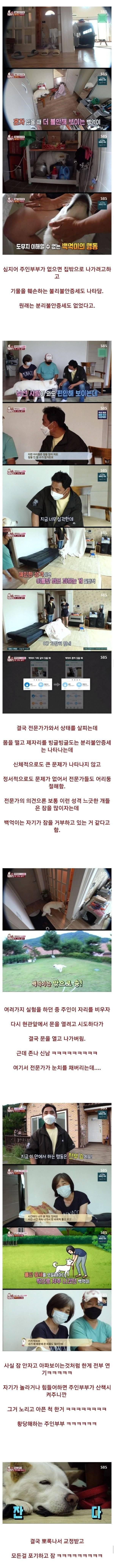 충격적 결말인 불면증 걸린 강아지.jpg | 인스티즈