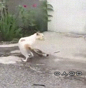 고양이 두뇌 풀가동 | 인스티즈
