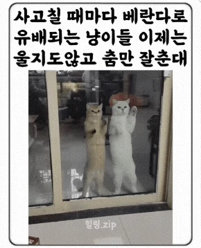 사고칠때마다 베란다로 유배되는 냥이들.gif | 인스티즈