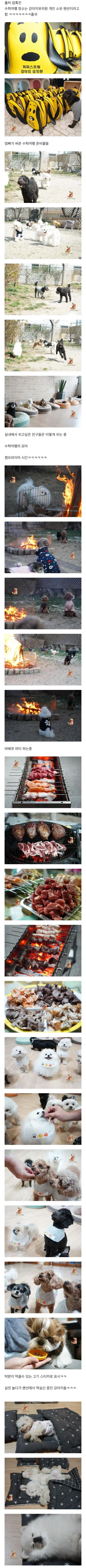 댕댕이 유치원의 수학여행 | 인스티즈