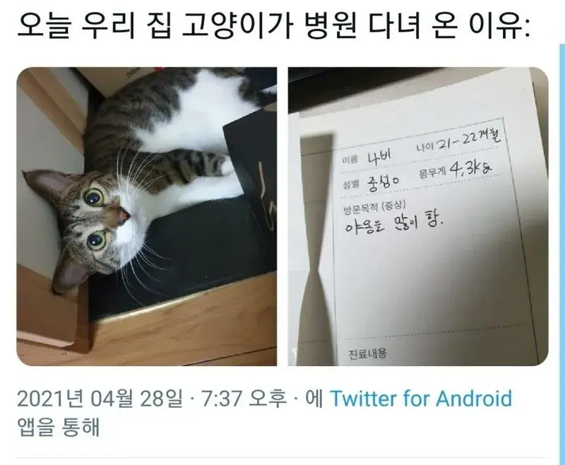 고양이를 처음 키워본 사람.jpg | 인스티즈