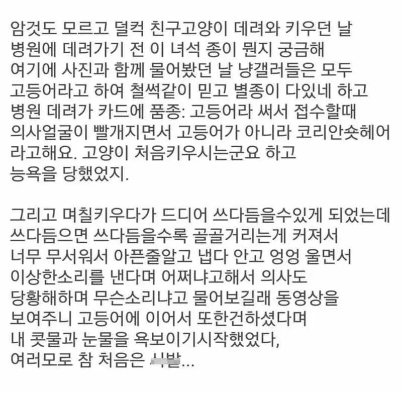 고양이를 처음 키워본 사람.jpg | 인스티즈