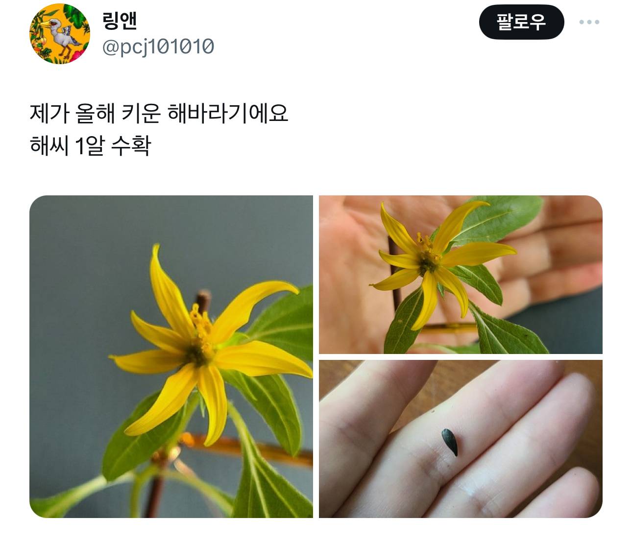 제가 재작년에 재배한 파프리카 보실분.twt | 인스티즈