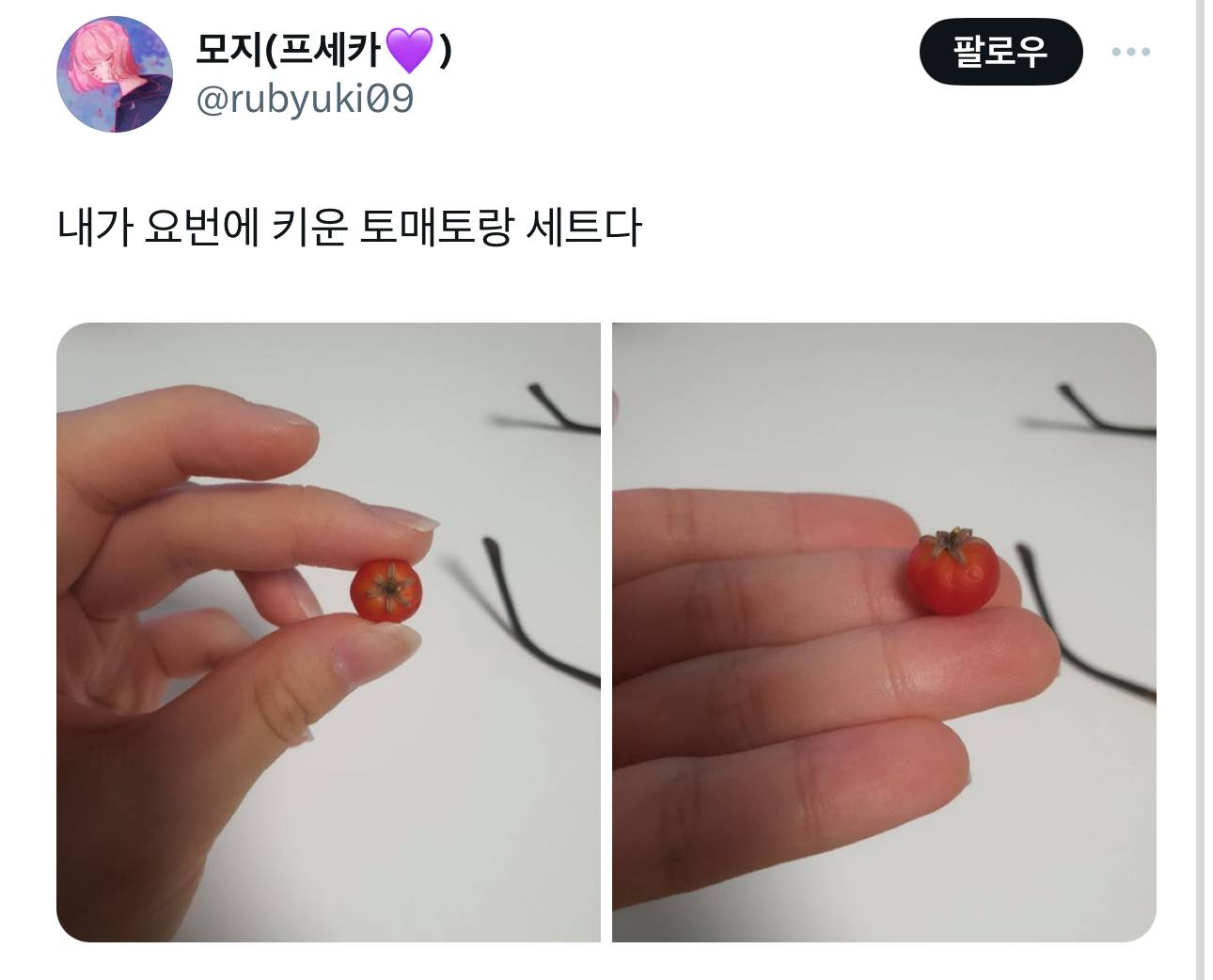 제가 재작년에 재배한 파프리카 보실분.twt | 인스티즈