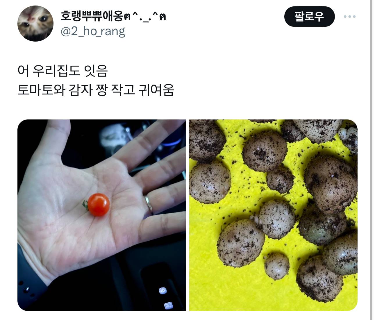 제가 재작년에 재배한 파프리카 보실분.twt | 인스티즈