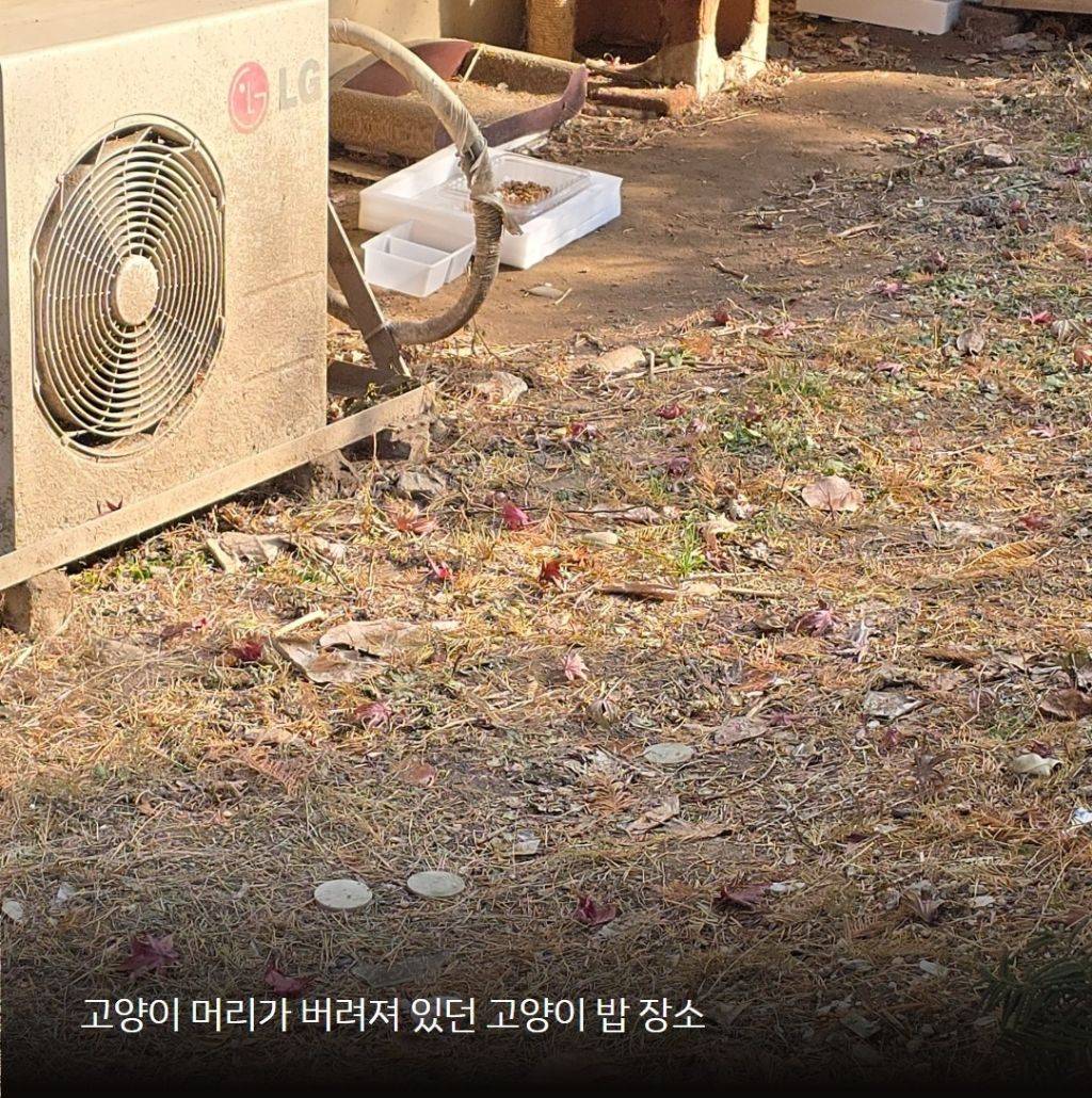 압구정 현대아파트에서 길고양이 토막사체 발견됨(모자이크 사진 유) | 인스티즈