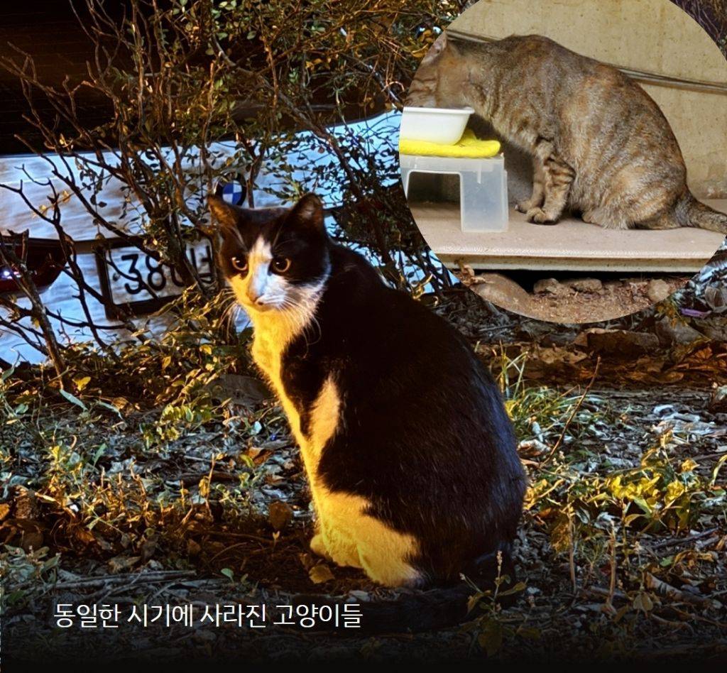 압구정 현대아파트에서 길고양이 토막사체 발견됨(모자이크 사진 유) | 인스티즈