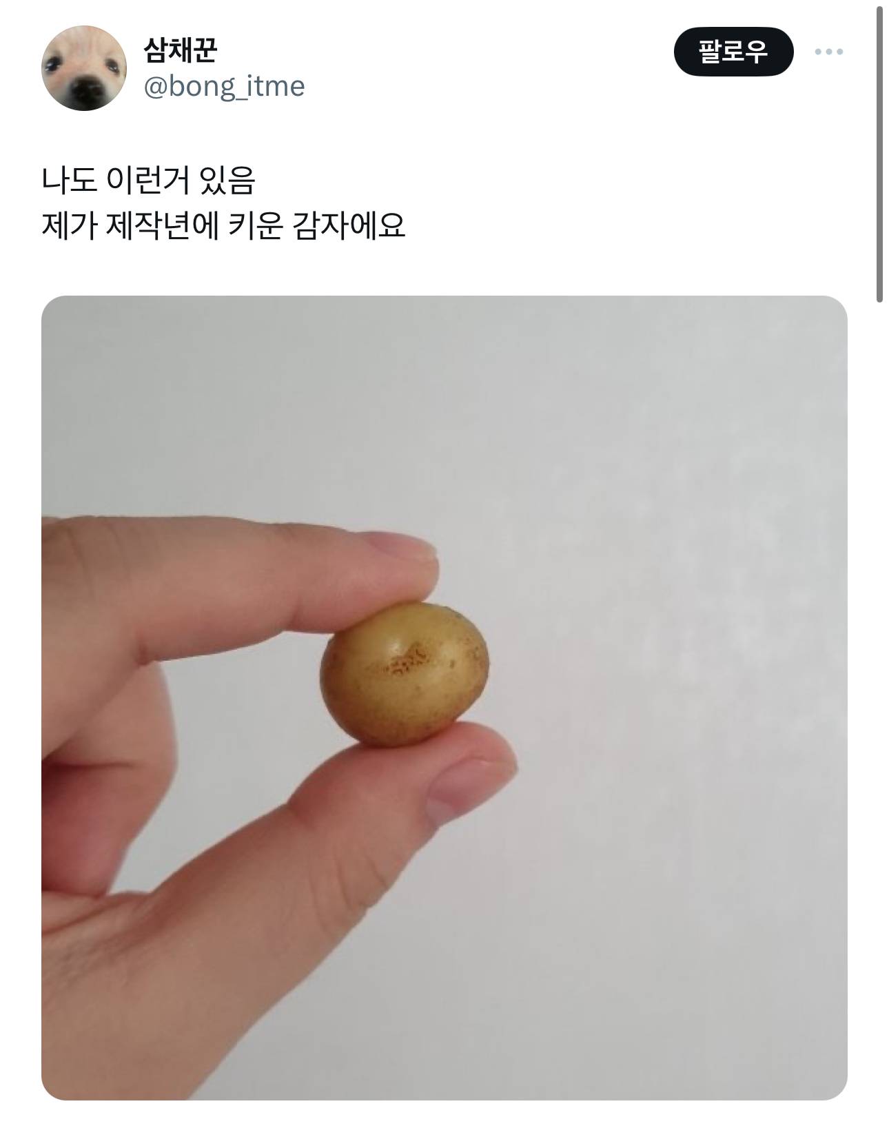 제가 재작년에 재배한 파프리카 보실분.twt | 인스티즈