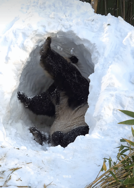 아부지가 만들어준 러글루 리모델링하는 러바오🐼 | 인스티즈