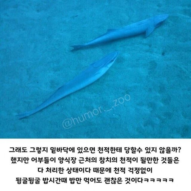 인간 덕분에 꿀빨고 있는 생물 | 인스티즈