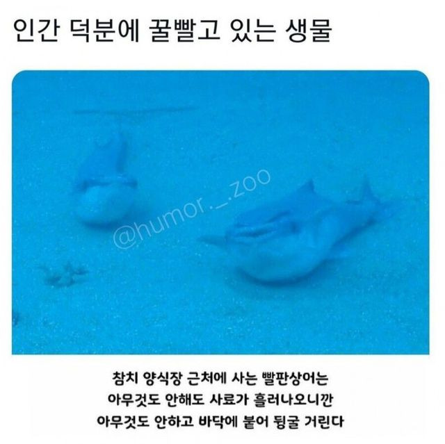 인간 덕분에 꿀빨고 있는 생물 | 인스티즈