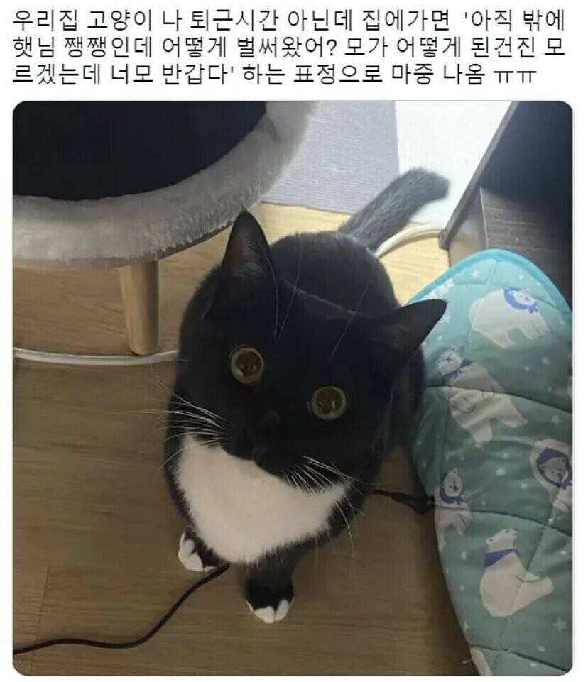 평소보다 일찍와서 놀란 고양이 | 인스티즈