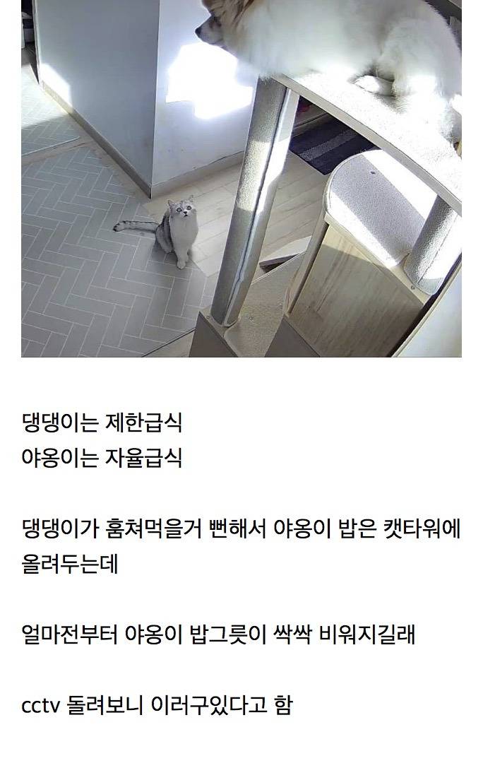 식탐 오지는 강아지 | 인스티즈