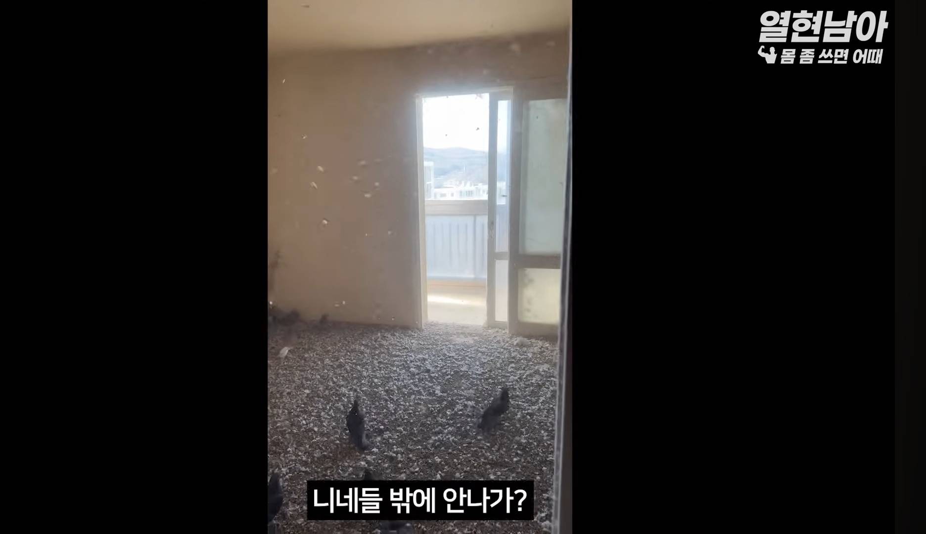 비둘기가 점령한 집 치우는 특수청소부들(더러움주의) | 인스티즈
