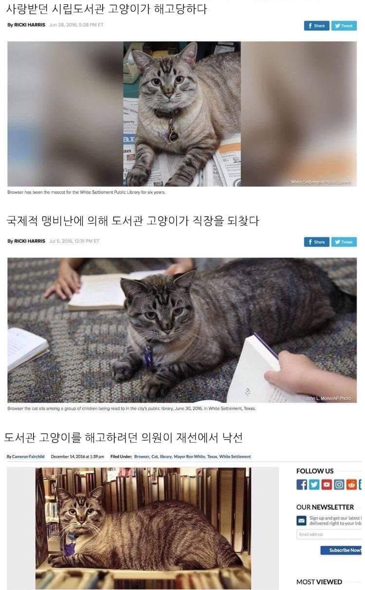 사랑받던 시립도서관 고양이가 해고당하다 | 인스티즈