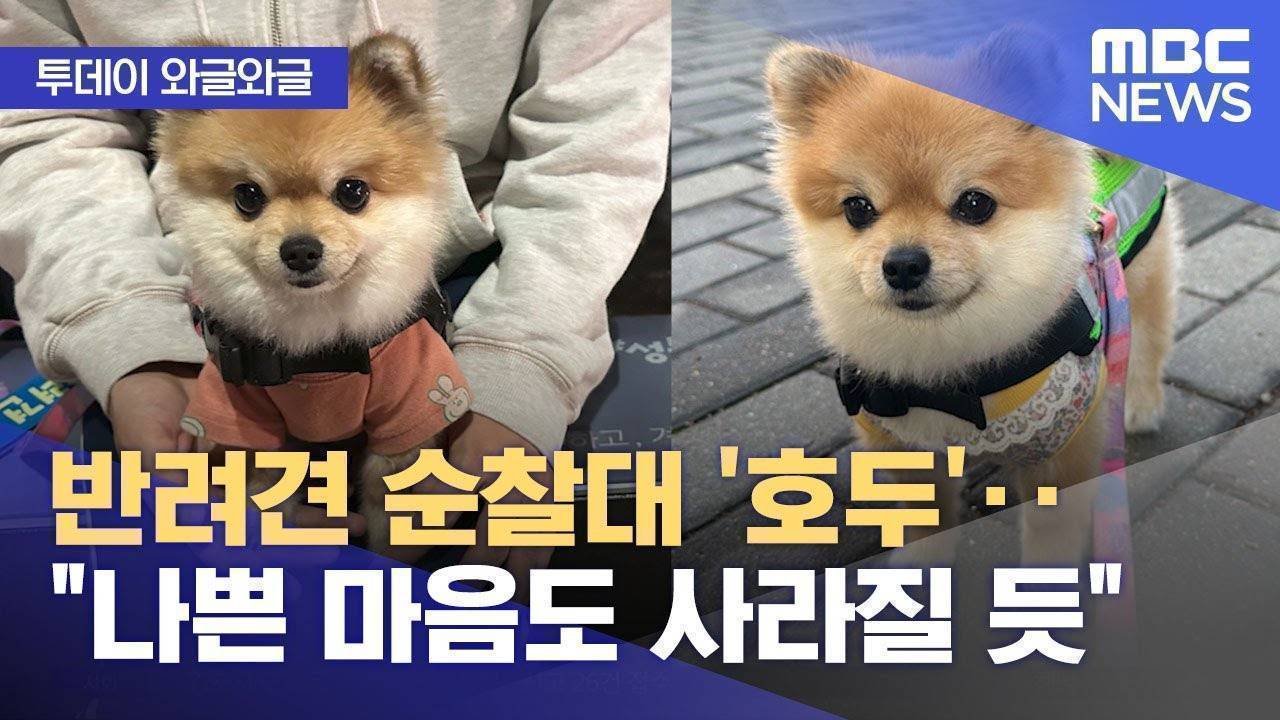 [충격] 반려견 순찰대 호두 실직; | 인스티즈