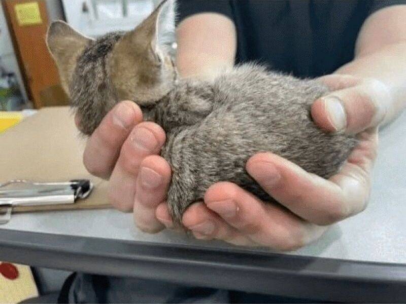 납품받은 자재 틈에 실려와 키우게 된 아기 고양이 | 인스티즈