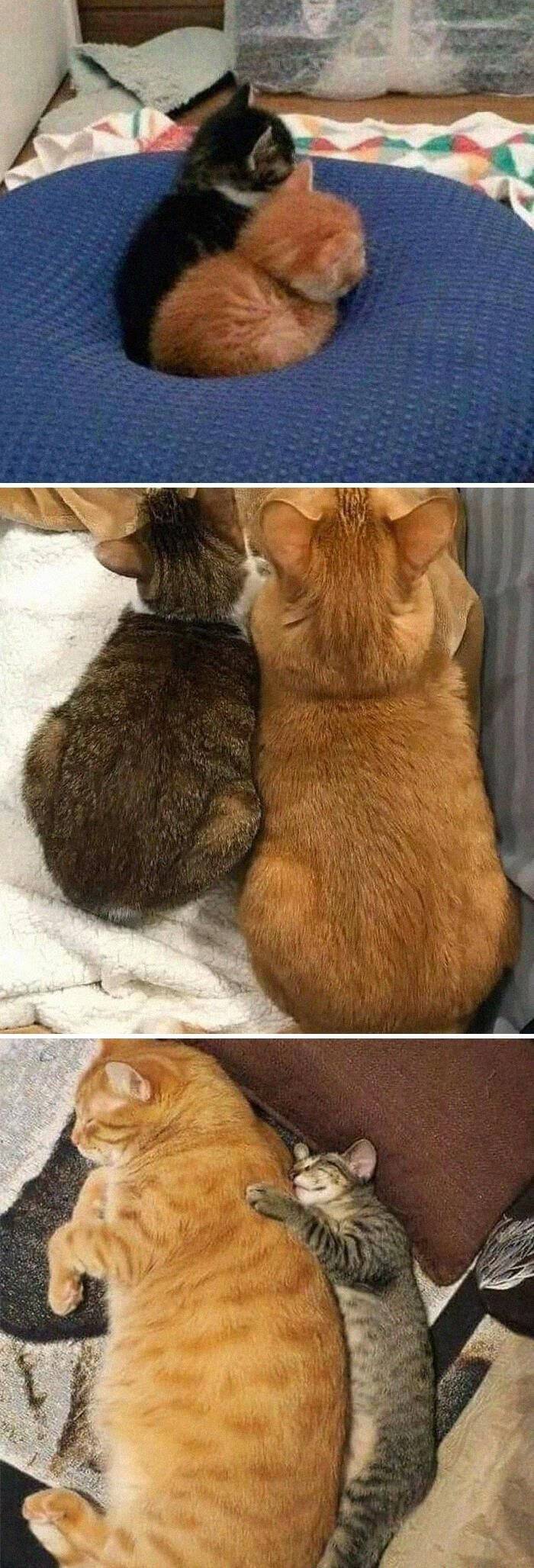 조랭이 떡 성장 속도 차이 | 인스티즈
