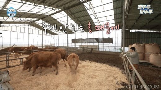 [나혼자산다] 축사에 톱밥 새로 깔아줬을 뿐인데, 좋아서 날뛰는 소들 | 인스티즈