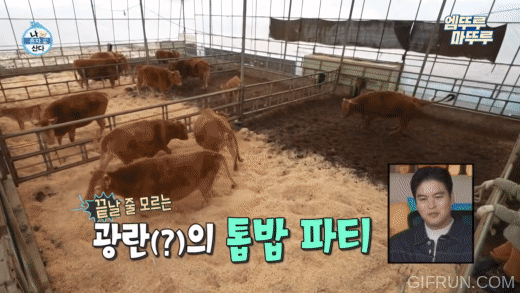 [나혼자산다] 축사에 톱밥 새로 깔아줬을 뿐인데, 좋아서 날뛰는 소들 | 인스티즈