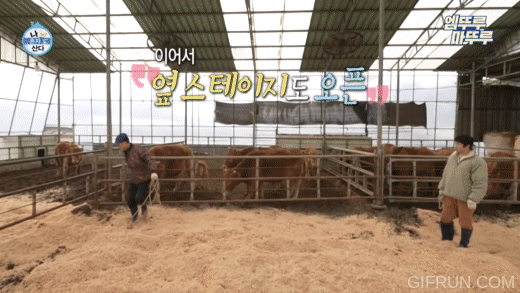 [나혼자산다] 축사에 톱밥 새로 깔아줬을 뿐인데, 좋아서 날뛰는 소들 | 인스티즈