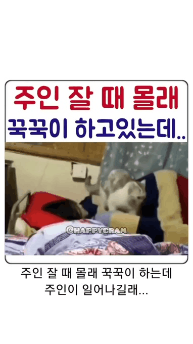 주인 잘 때 몰래 꾹꾹이 하는 냥이 | 인스티즈