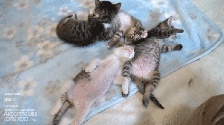 극한의 숙면을 취하는 아깽이들.gif | 인스티즈