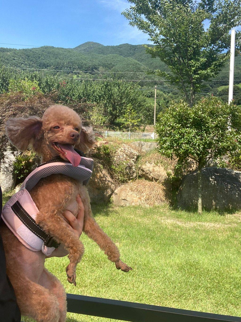 멸치 따는데 강아지가 다 먹움 | 인스티즈