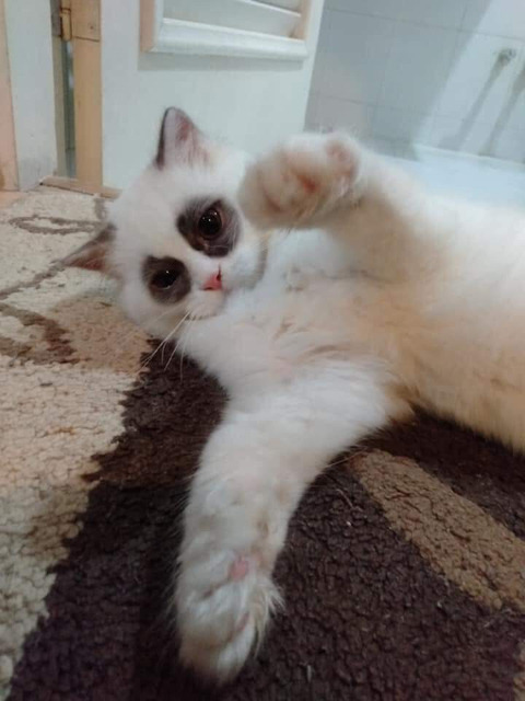 팬더 냥이 | 인스티즈