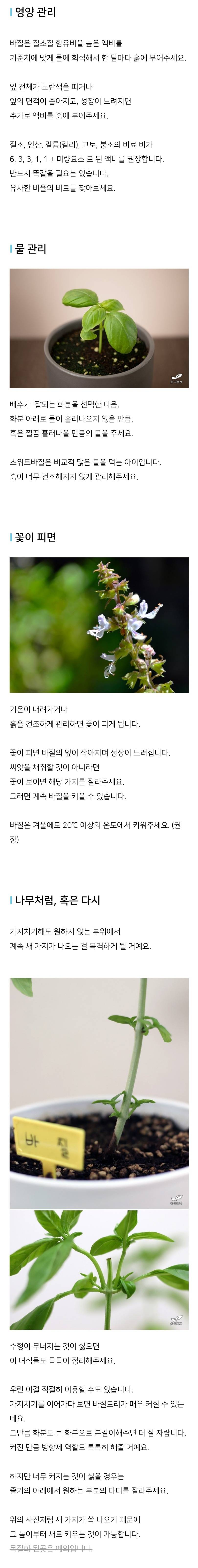 드루이드의 집에서 바질키우기.jpg | 인스티즈
